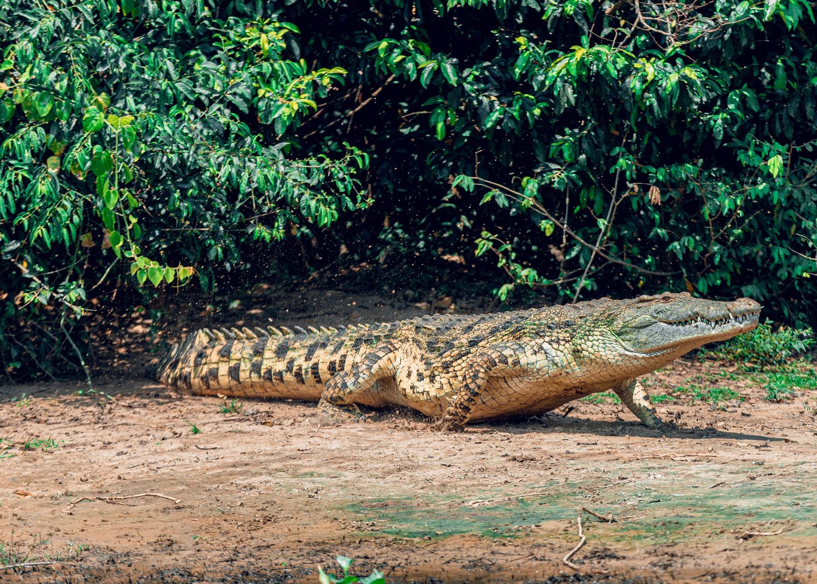 Wild crocodile spotted near the Nile River on a safari from Entikko Safari Lodge