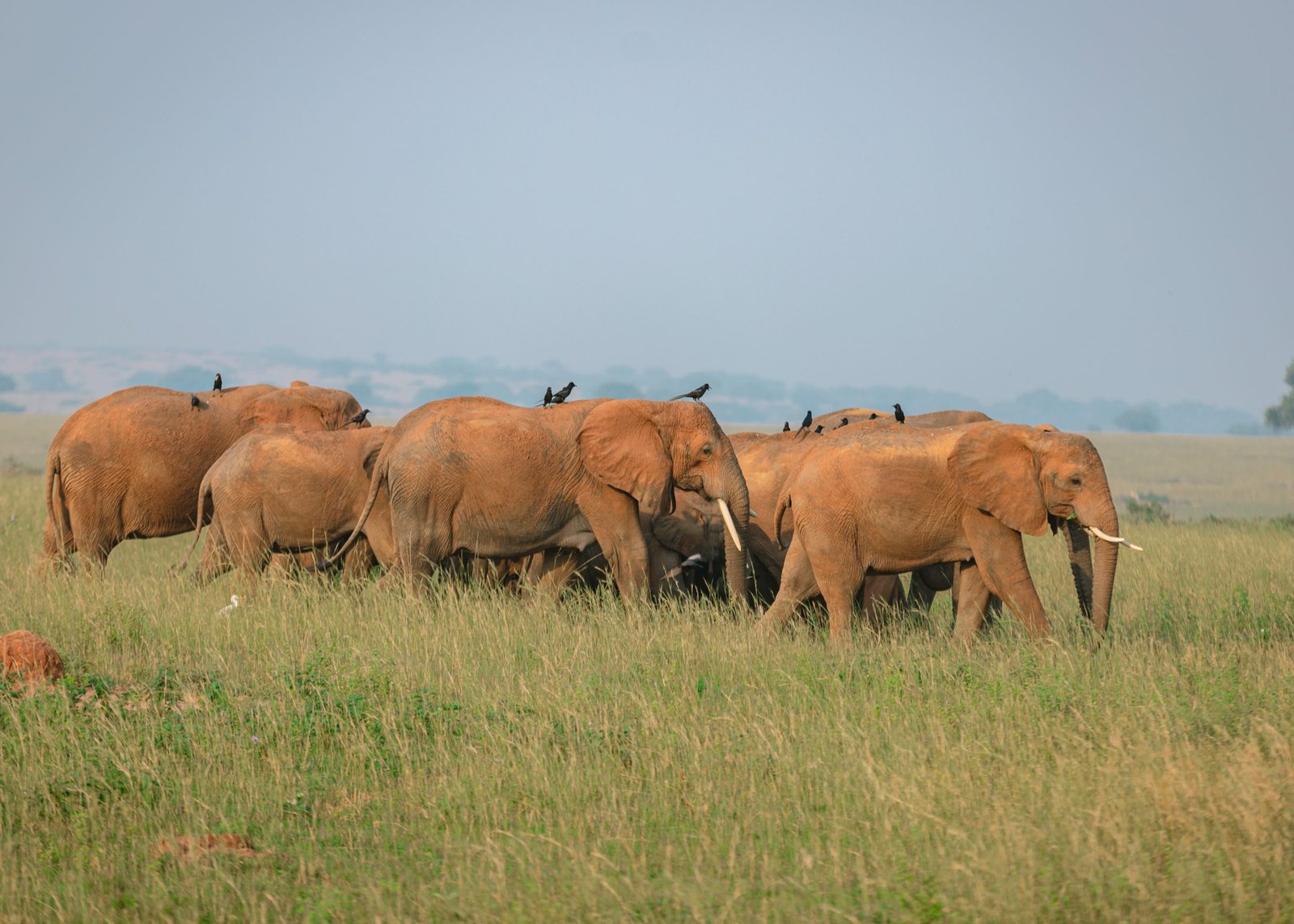 Herd of elephants roaming in Murchison Falls National Park during Entikko Safari Lodge tour