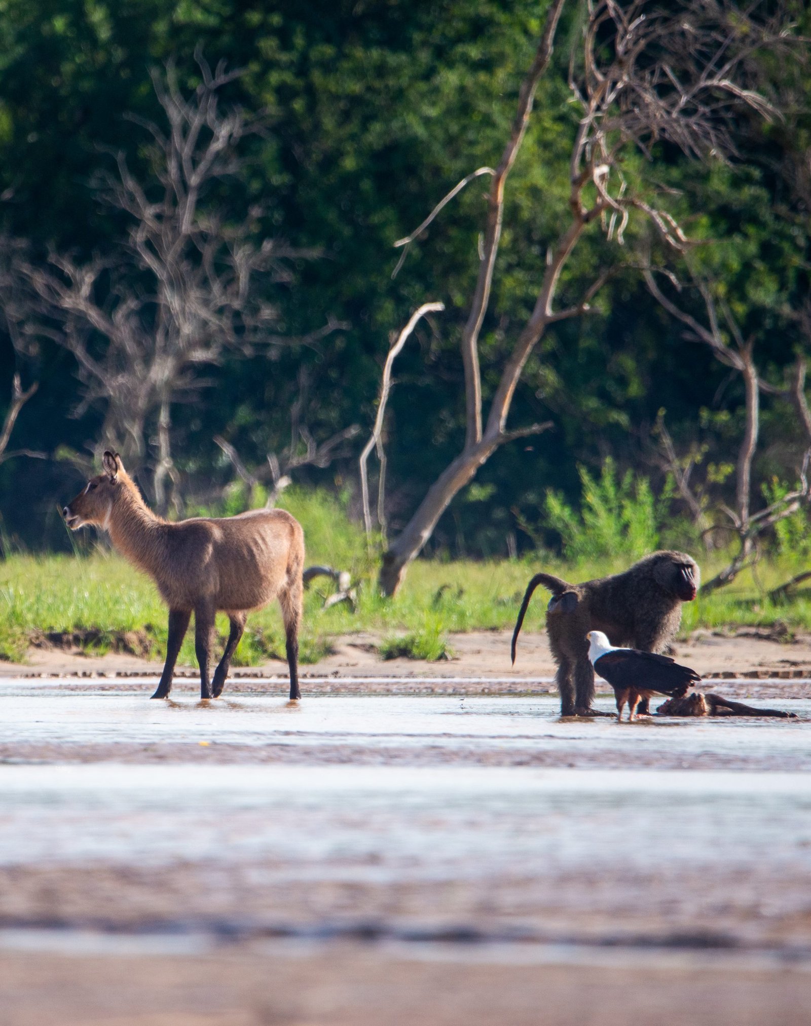 Monkey, eagle and antelope spotted during a game drive at Entikko Safari Lodge