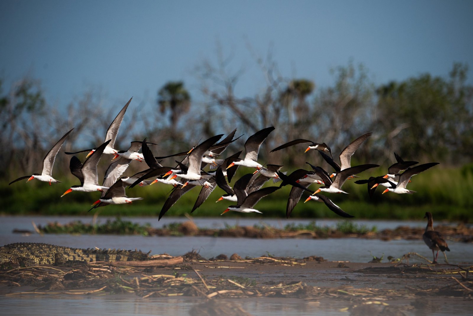 Flock of birds flying over a crocodile in the water at Entikko Safari Lodge