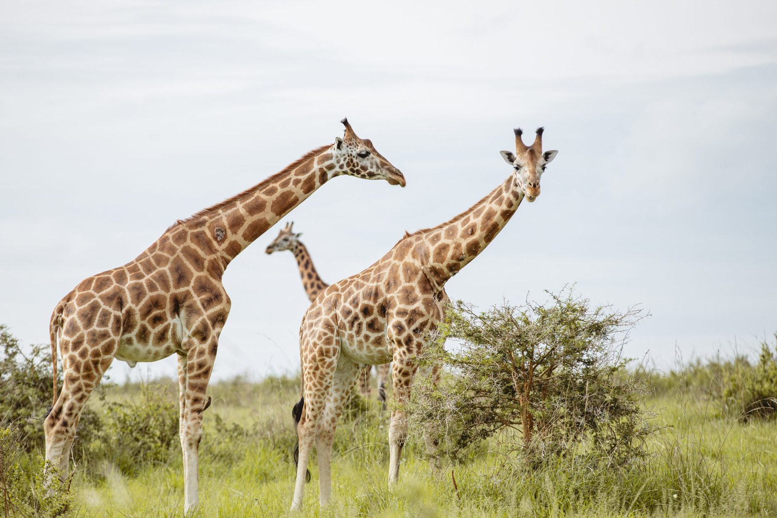 Giraffes walking in the wild during a safari tour from Entikko Safari Lodge
